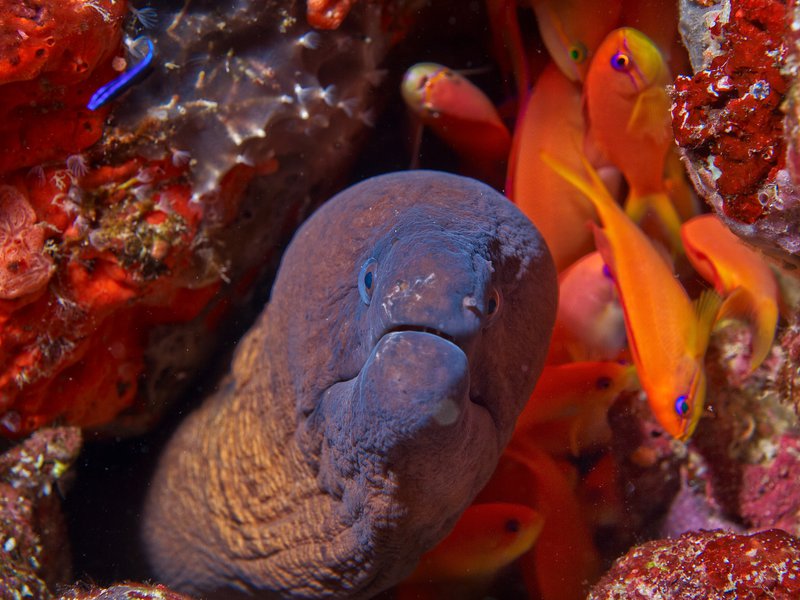 Moray eel, Seulako Drift
